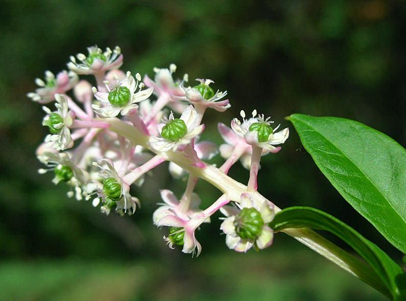 Phytolacca americana / Fitolacca, Cremesina, Uva-turca